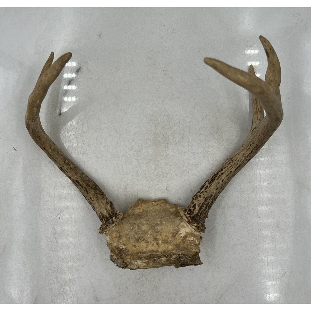 Real Whitetail Deer Antler Skull Plate 5 Point 3x2 Rack Taxidermy Decor 9.5"